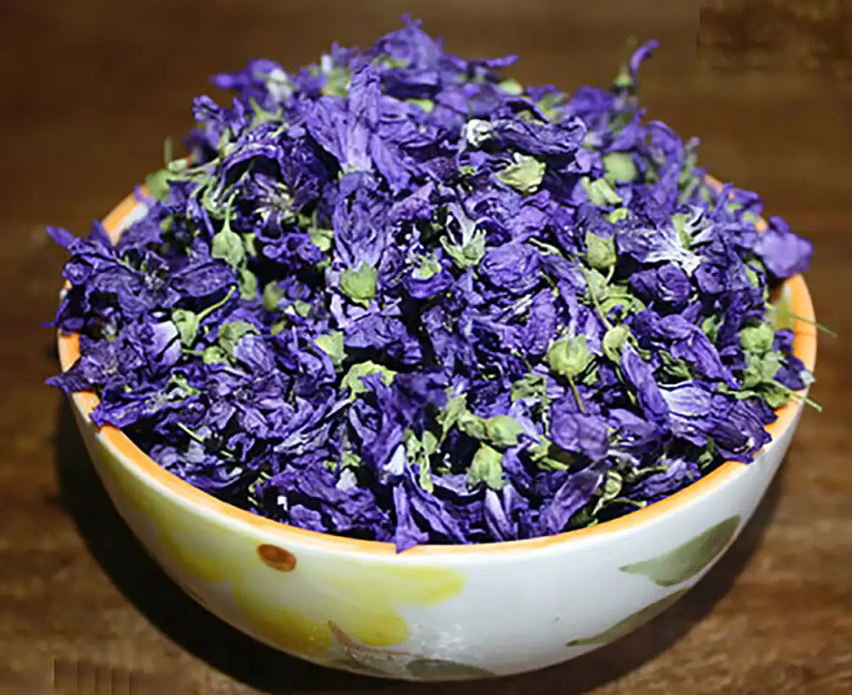 گل ختمی سفید برای چی خوبه مضرات گل ختمی گل ختمی برای مو نی نی سایت خواص گل ختمی برای پوست گل ختمی برای سرفه طرز تهیه دمنوش گل ختمی خواص گل ختمی زرد گل ختمی سفید برای پوست