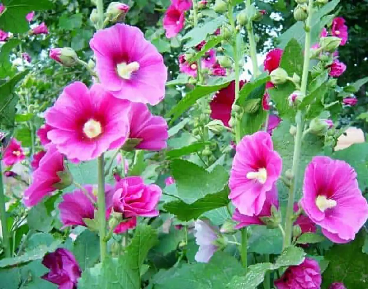 گل ختمی سفید برای چی خوبه مضرات گل ختمی گل ختمی برای مو نی نی سایت خواص گل ختمی برای پوست گل ختمی برای سرفه طرز تهیه دمنوش گل ختمی خواص گل ختمی زرد گل ختمی سفید برای پوست
