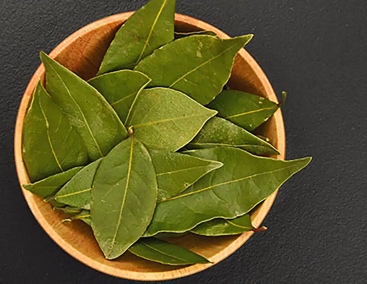 خواص برگ بو برای ثروت سوزاندن برگ بو برای حاجت برگ بو چیست واز کجا تهیه کنیم برگ بو در اشپزی برگ بو خواص و مضرات خواص برگ بو برای مو برگ بو در مرغ خواص برگ بو در طب سنتی
