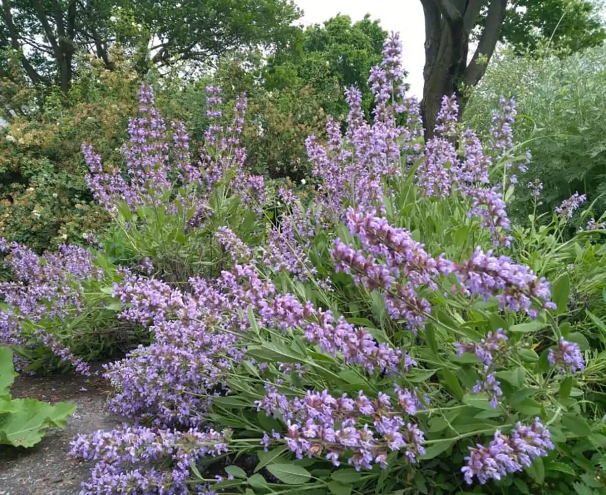 مضرات مریم گلی عکس مریم گلی خشک شده خواص مریم گلی برای پریود شدن خواص مریم گلی برای رحم نی نی سایت طبع مریم گلی سوزاندن مریم گلی چه خاصیتی دارد طرز تهیه دمنوش مریم گلی طرز استفاده مریم گلی