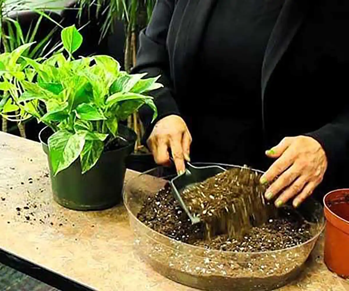 خاک پتوس چی باید باشه نی نی سایت بهترین فصل برای تعویض گلدان پتوس انتقال پتوس از آب به خاک خرید خاک پتوس ایا خاک برگ برای پتوس مناسب است خاک پتوس دیجی کالا خاک مناسب پتوس ارتشی قیمت خاک پتوس