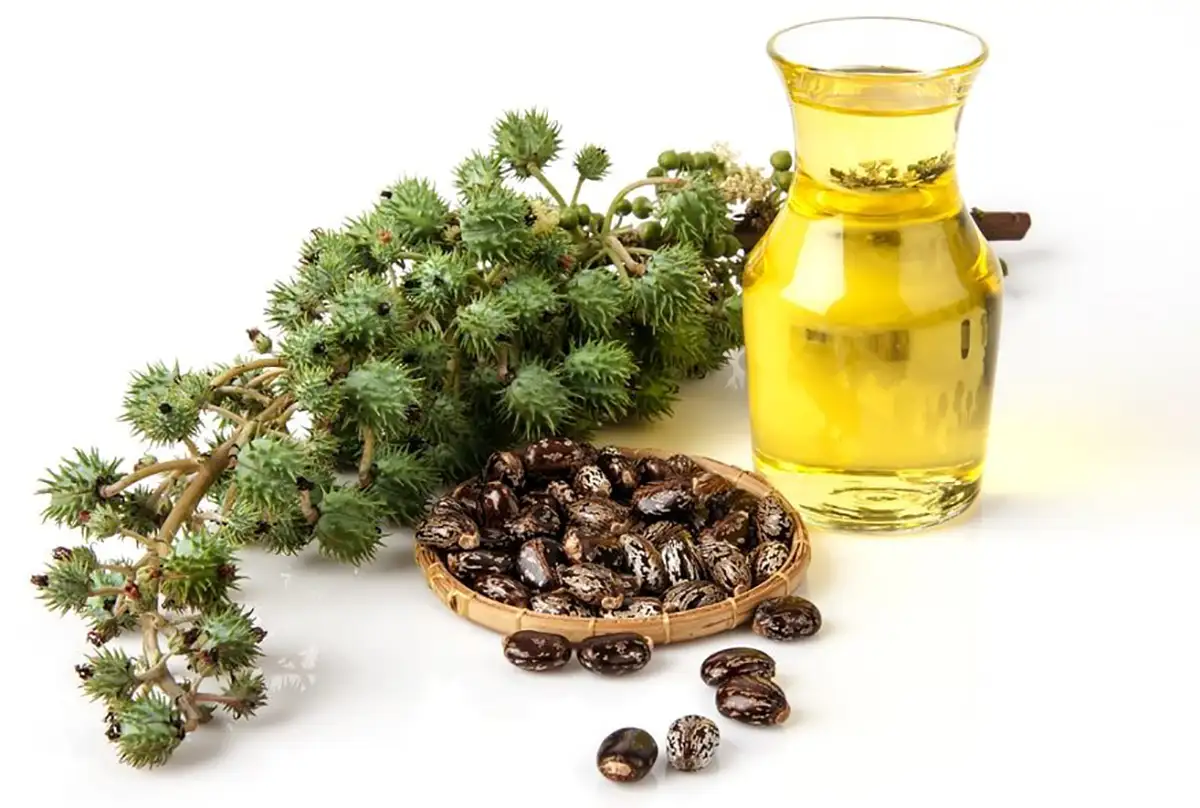 بهترین روغن برای دور چشم نی نی سایت خواص روغن نارگیل برای دور چشم روغن کرچک برای دور چشم نی نی سایت بهترین درمان چروک دور چشم بهترین روغن برای سیاهی زیر چشم بهترین ماسک برای چروک دور چشم روغن زیتون برای دور چشم روغن بادام شیرین برای دور چشم