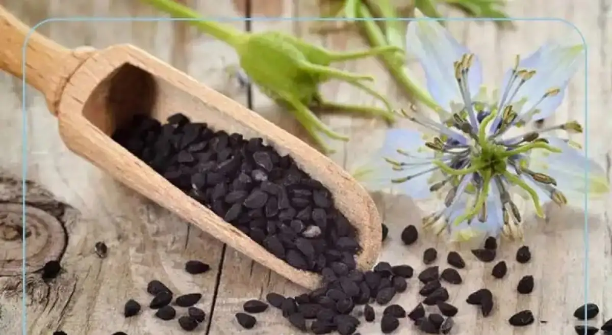 چه کسانی نباید سیاه دانه بخورند خواص سیاه دانه و عسل برای زنان طریقه مصرف سیاه دانه خواص سیاه دانه برای مردان خواص سیاه دانه و عسل برای زنان نی نی سایت مضرات سیاه دانه سیاه دانه برای چی خوبه خواص سیاه دانه برای زنان نی نی سایت