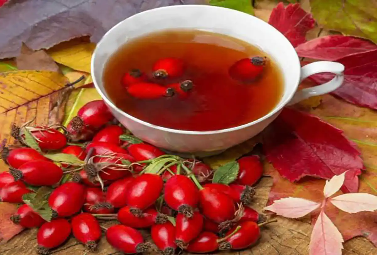خواص میوه گل نسترن برای کبد
خواص گل نسترن برای رحم نی نی سایت
خواص گل نسترن برای عفونت
خواص نسترن برای لاغری
خواص گل نسترن برای کلیه
طریقه مصرف میوه گل نسترن
عکس گل نسترن وحشی
خواص گل نسترن برای مو
