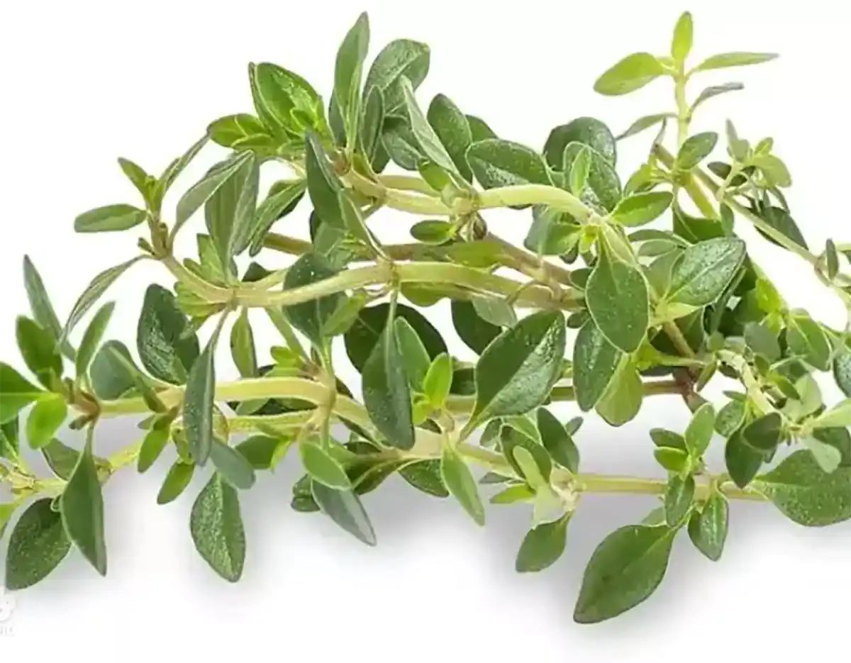 دمنوش آویشن برای چی خوبه خواص آویشن برای زنان خواص آویشن برای مردان خواص اویشن برای معده آویشن خواص و مضرات مضرات آویشن برای فشار خون طرز تهیه دمنوش آویشن برای سرماخوردگی بخور آویشن برای سرماخوردگی