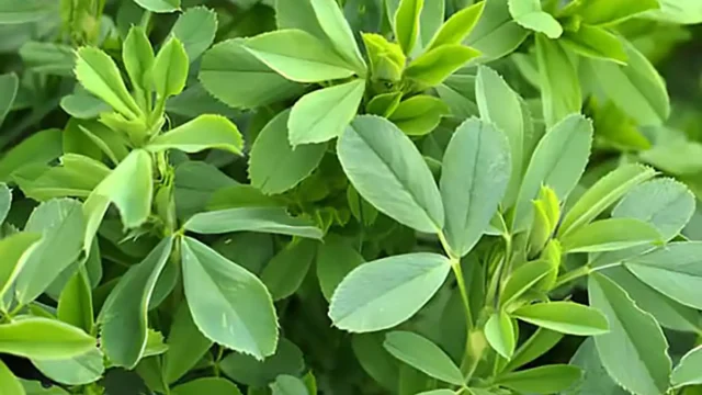 عرق یونجه برای چی خوبه؟ | درمانی طبیعی برای سلامت و زیبایی