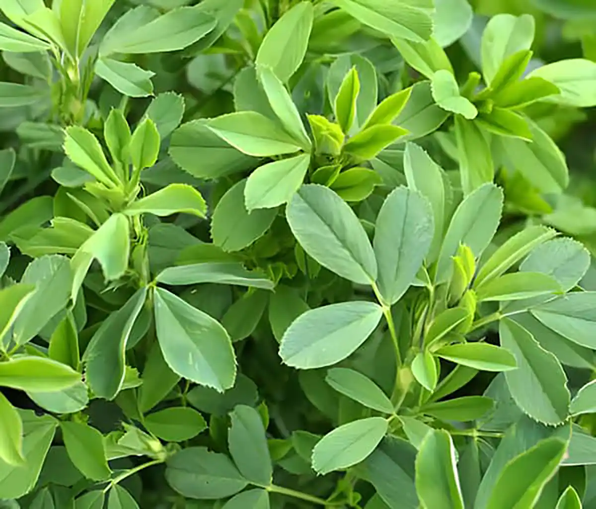عرق یونجه برای چاقی نی نی سایت طریقه مصرف یونجه برای انسان عرق یونجه برای چاقی صورت مضرات عرق یونجه عرق یونجه را قبل از غذا بخوریم یا بعد از غذا طبع عرق یونجه عرق یونجه نی نی سایت عرق یونجه برای کودکان نی نی سایت