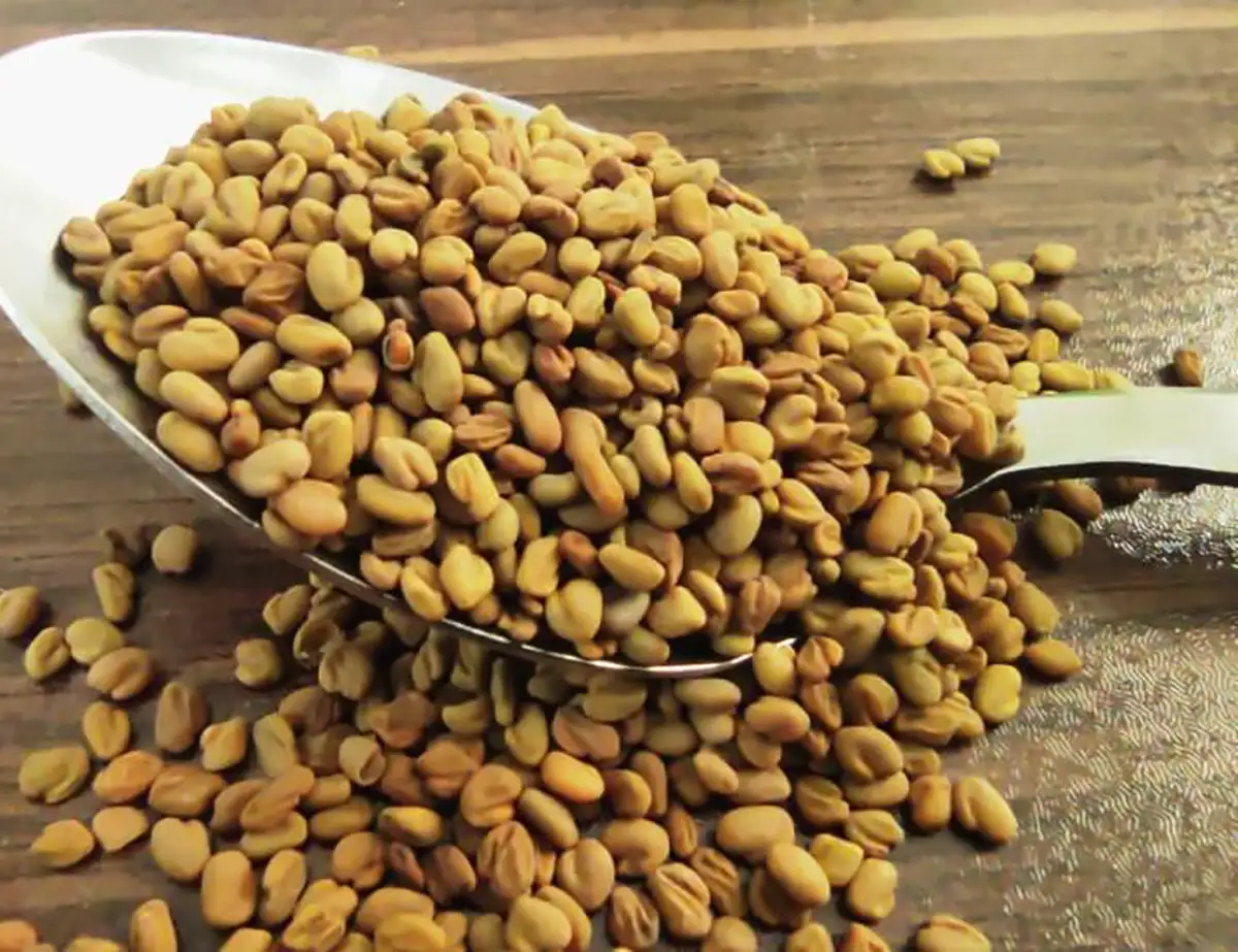 خواص شنبلیله دکتر خیراندیش طرز استفاده از دانه شنبلیله شنبلیله خشک برای چی خوبه طرز استفاده از دانه شنبلیله برای لاغری طریقه مصرف شنبلیله برای کاهش قند خون طرز استفاده از دانه شنبلیله برای مو خواص شنبلیله برای چاقی خواص شنبلیله برای رحم و تخمدان