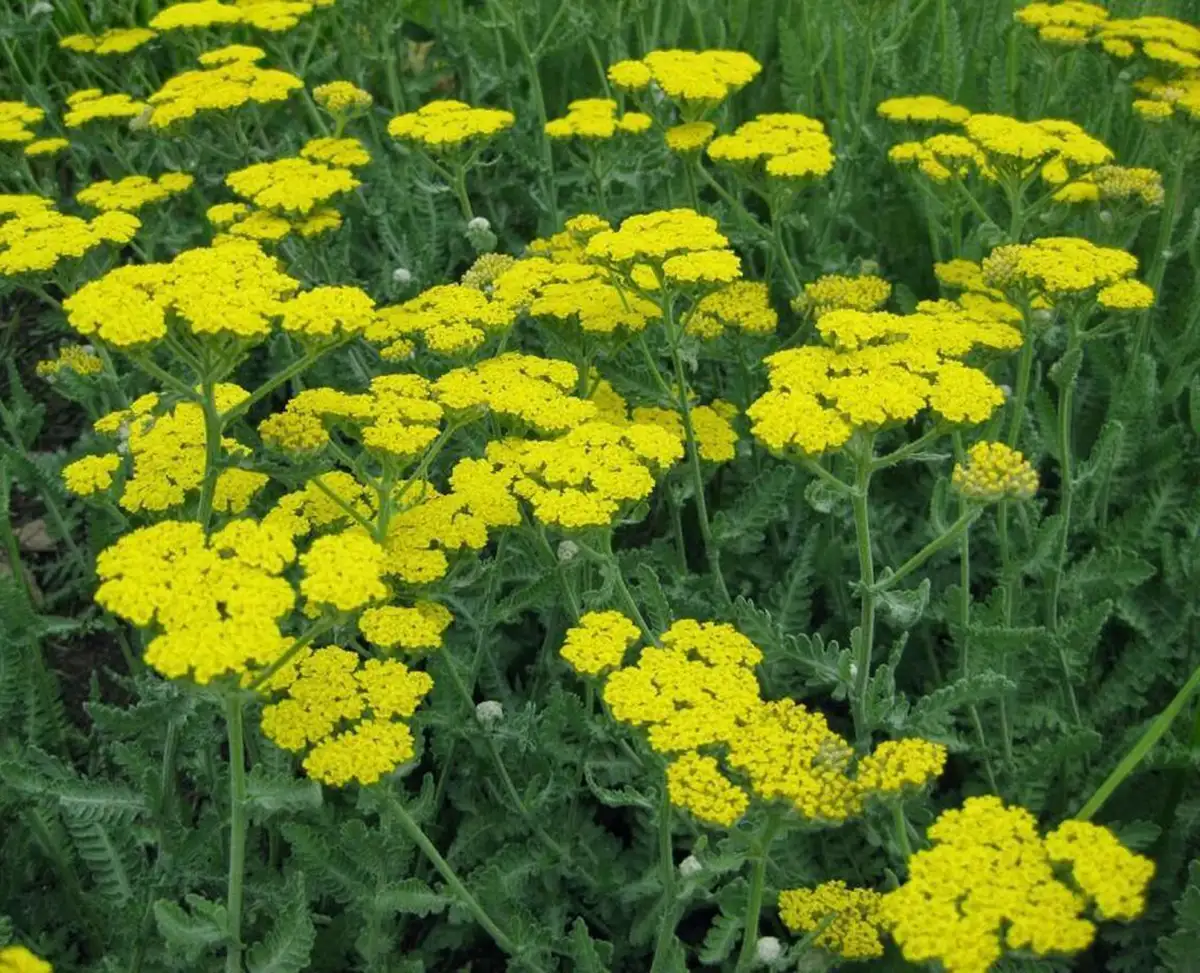 خواص بومادران دکتر خیراندیش خواص نشستن در جوشانده بومادران خواص بومادران برای کیست تخمدان خواص بومادران برای رحم نی نی سایت بومادران برای چی خوبه نی نی سایت خواص عرق بومادران برای مردان بومادران برای پاکسازی رحم طریقه مصرف بومادران برای معده