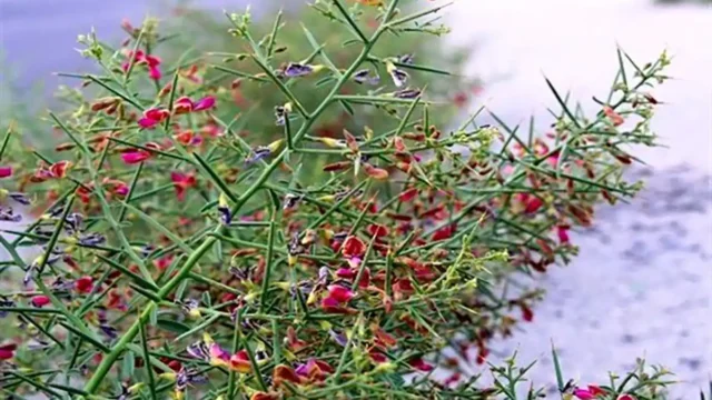 خارشتر برای چی خوبه؟ | خواص بی‌نظیر خارشتر برای سلامت بدن!
