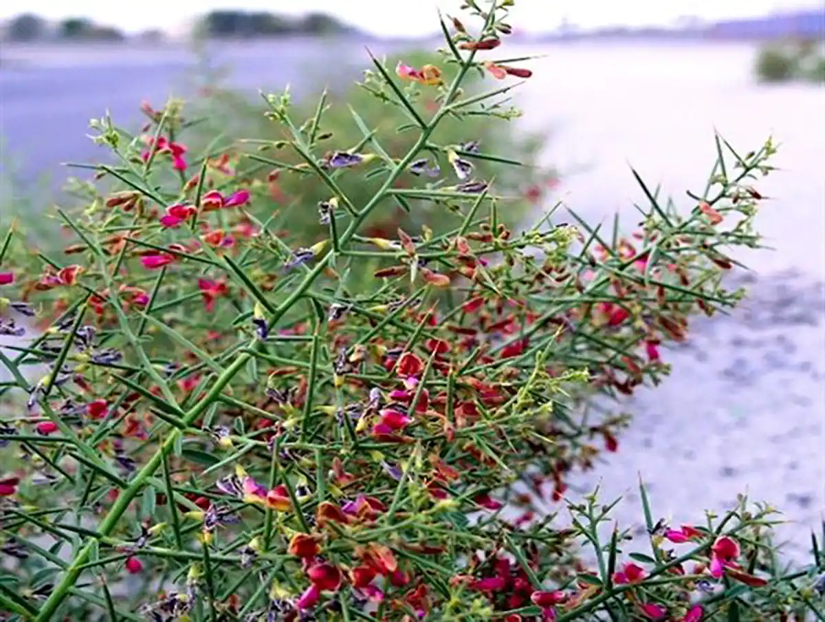 زمان مصرف عرق خارشتر برای سنگ کلیه بهترین زمان مصرف عرق خارشتر زمان مصرف عرق خارشتر برای کبد چرب عرق خارشتر به انگلیسی طریقه مصرف عرق خارشتر عرق کاسنی برای چی خوبه عرق خارشتر برای لاغری طبع عرق خارشتر