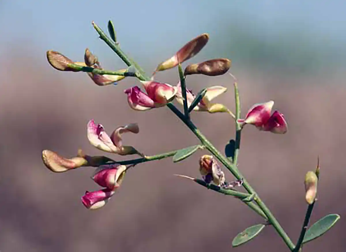 زمان مصرف عرق خارشتر برای سنگ کلیه بهترین زمان مصرف عرق خارشتر زمان مصرف عرق خارشتر برای کبد چرب عرق خارشتر به انگلیسی طریقه مصرف عرق خارشتر عرق کاسنی برای چی خوبه عرق خارشتر برای لاغری طبع عرق خارشتر