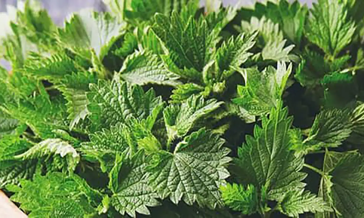 دمنوش گزنه برای چی خوبه دمنوش گزنه برای چی خوبه نی نی سایت مضرات گزنه برای قلب خواص گزنه برای مردان زمان مصرف گزنه خواص گزنه خشک شده خواص دمنوش گزنه و دارچین خاصیت گزنه برای قند