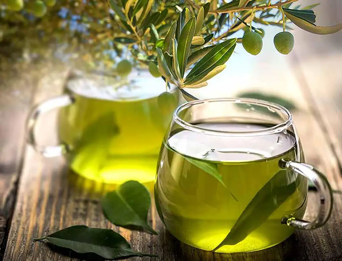 خواص برگ زیتون در طب سنتی طریقه مصرف برگ زیتون برگ زیتون نماد چیست دمنوش برگ زیتون سیگار برگ زیتون برگ زیتون به انگلیسی قیمت برگ زیتون کشیدن برگ زیتون