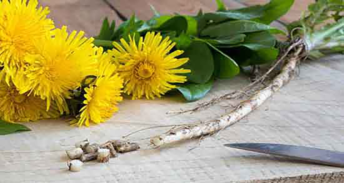 ریشه قاصدک برای چی خوبه نی نی سایت ریشه قاصدک برای چاقی خواص ریشه قاصدک برای زنان چای ریشه قاصدک برای چی خوبه عوارض کپسول ریشه قاصدک عکس گل قاصدک خشک شده ریشه قاصدک برای چاقی نی نی سایت عکس ریشه قاصدک