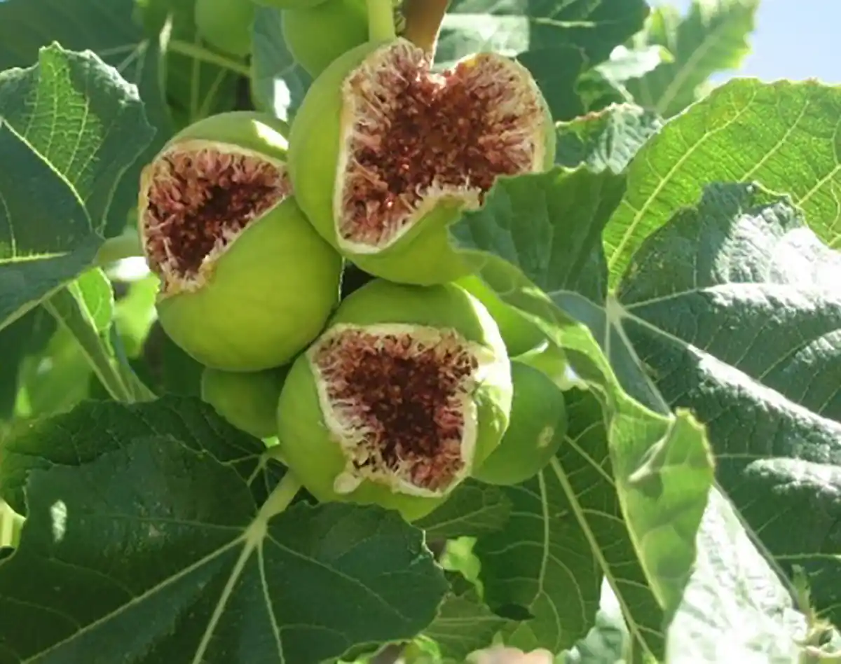 مضرات شیر و انجیر شیر انجیر برای زود انزالی شیره سفید انجیر برای چی خوبه خیساندن انجیر در شیر خواص معجون شیر و انجیر شیر انجیر نی نی سایت شیر و انجیر برای چاقی شیره درخت انجیر برای لک صورت