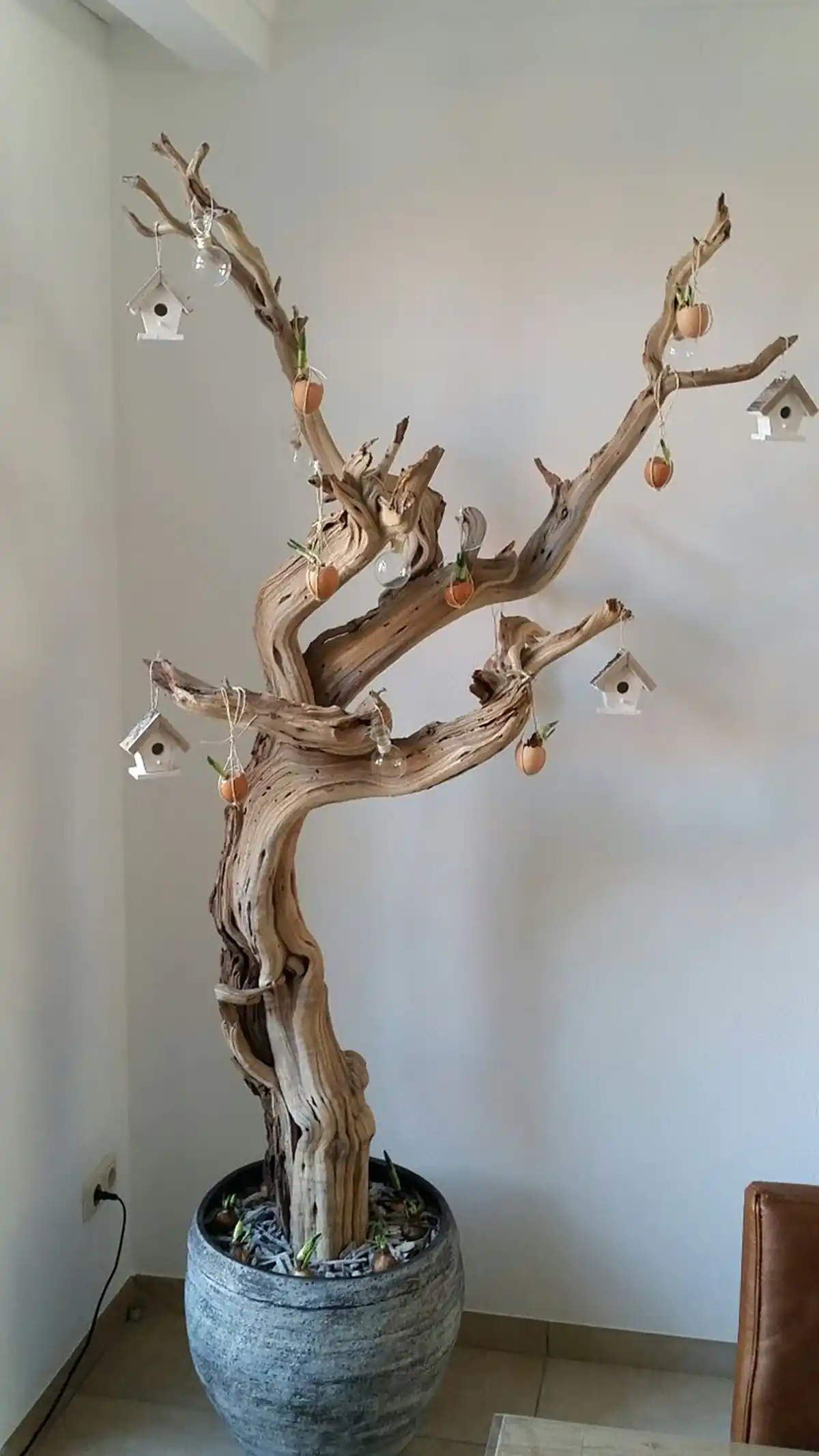گیاهان آپارتمانی 