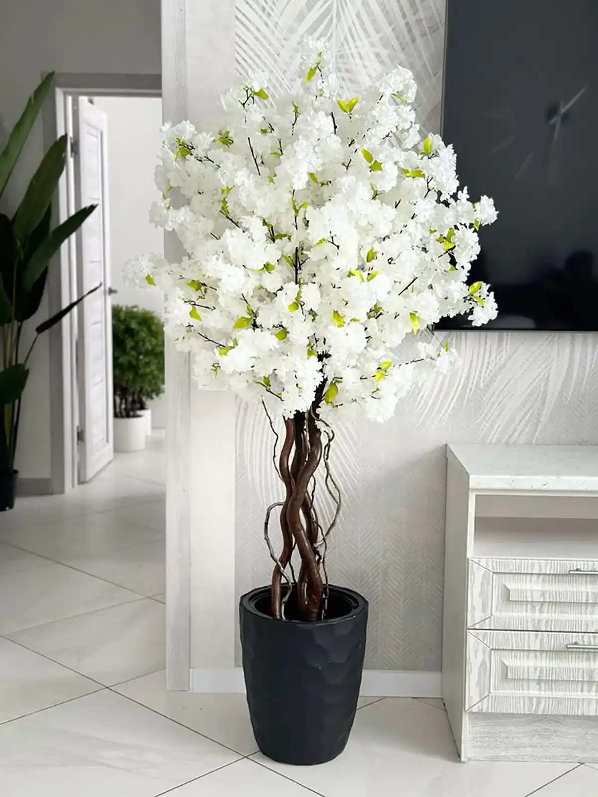 درختچه آپارتمانی کم نور 