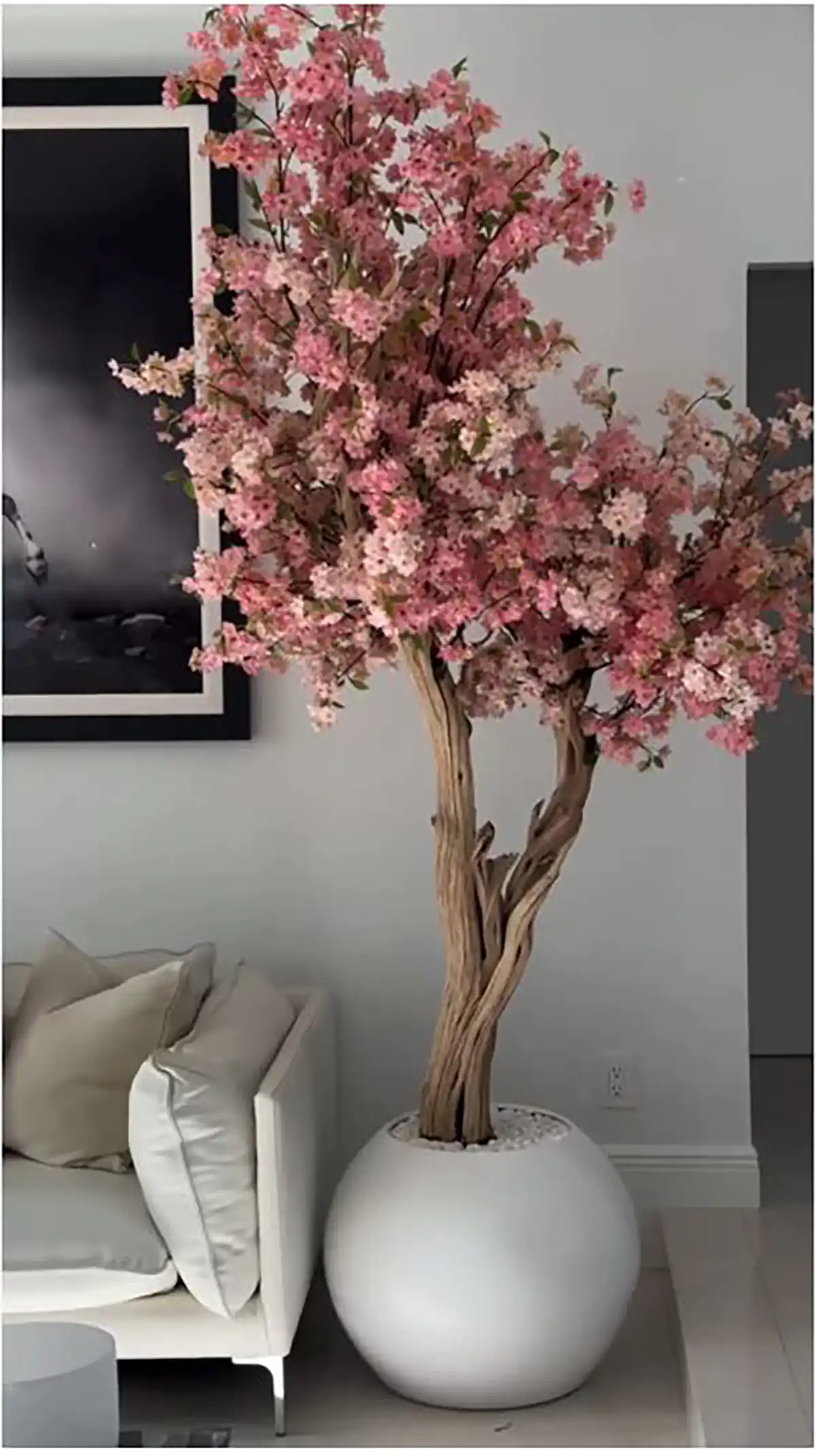 درختچه آپارتمانی در جدول 