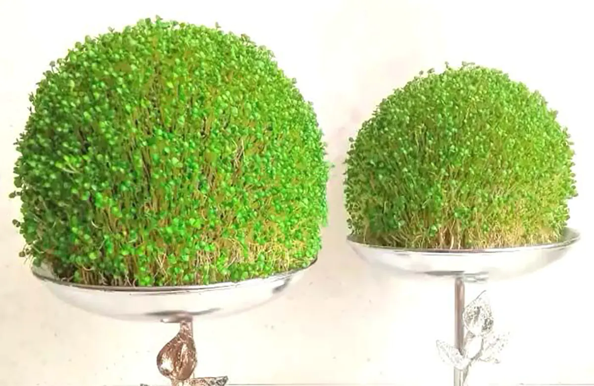 انواع سبزه عید فانتزی تزیین سبزه عید با روبان عکس سبزه عید خانگی انواع سبزه عید با بذرهای مختلف عکس سبزه فانتزی سبزه عید به شکل قلب انواع بذر سبزه عید با عکس تزیین سبزه برای حاجی