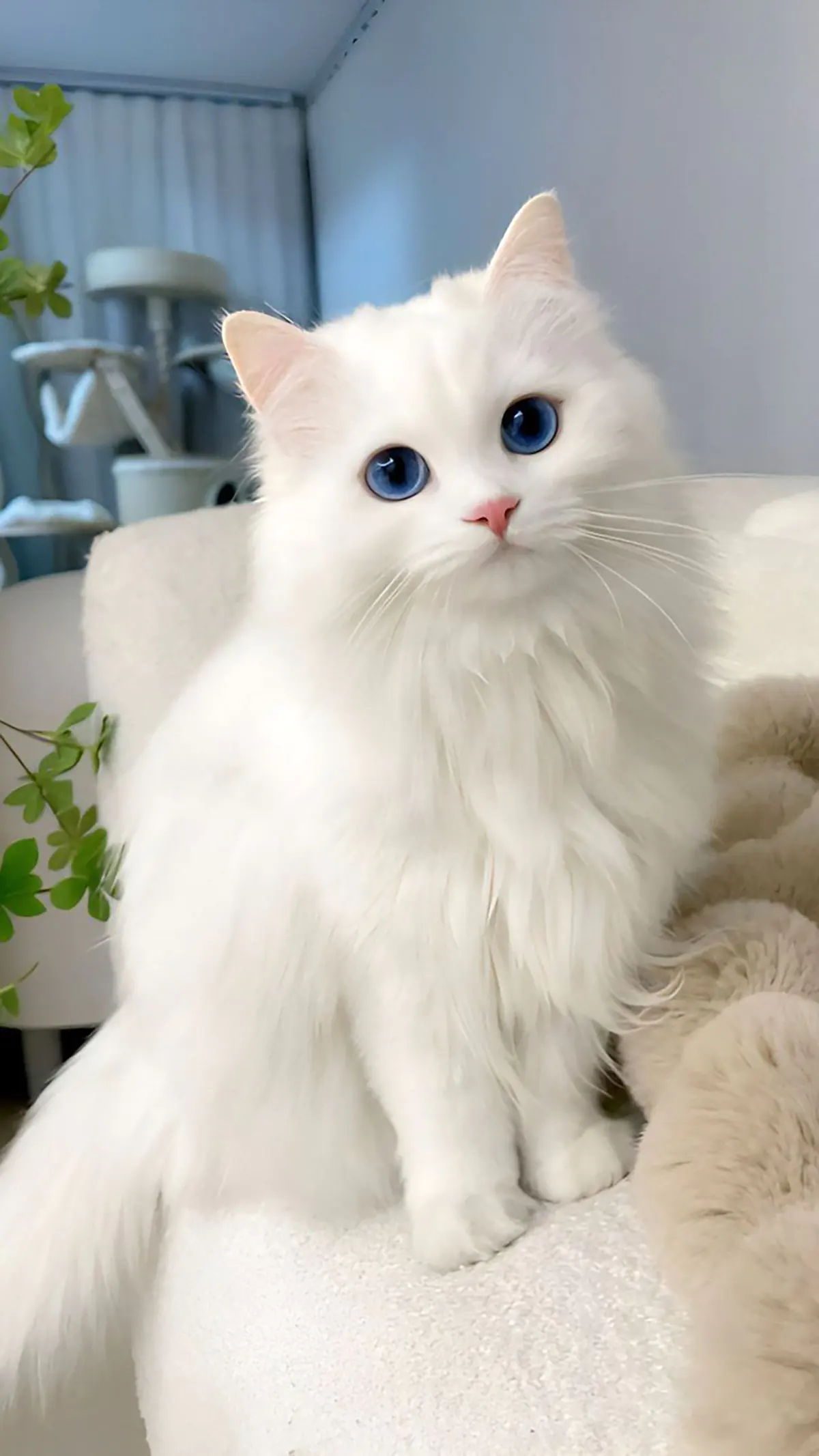 عکس گربه گوگولی واقعی عکس گربه واقعی عکس گربه برای پروفایل عکس گربه فانتزی عکس گربه خانگی دانلود عکس گربه عکس گربه خیابانی عکس گربه کارتونی