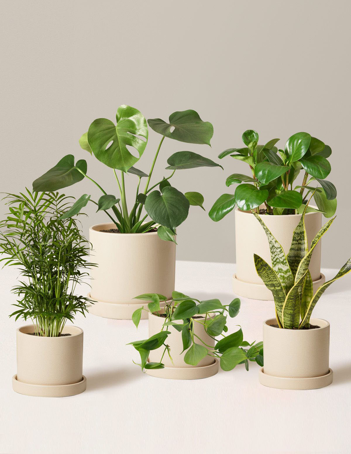 گل های کوچک فانتزی