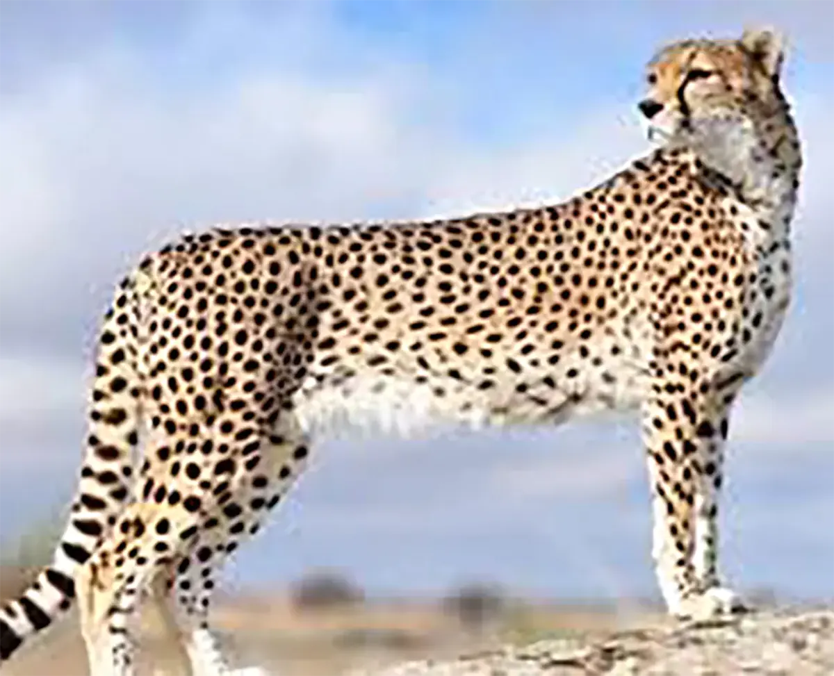 دختر پلنگ ایرانی