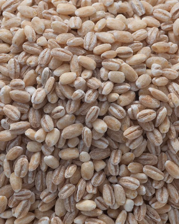 دانههای جو پرک از نزدیک