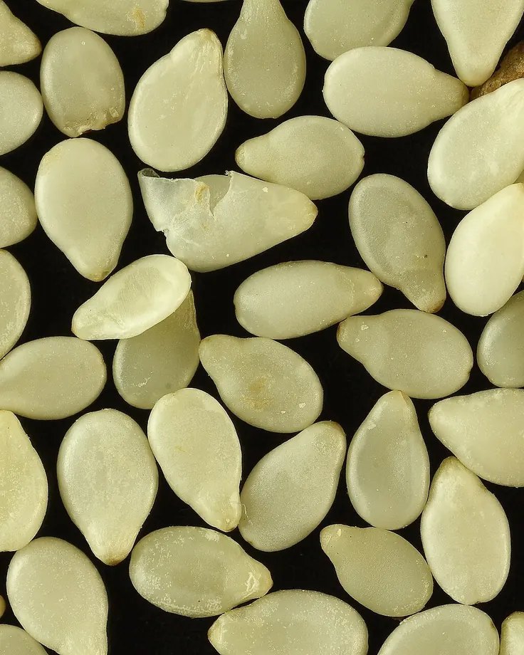 کنجد خام؛ ماده اولیه حلوا ارده خانگی